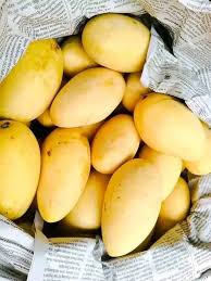 Sindhri Mangoes Online in Pakistan | Premium Fresh Sindhri Aam 5KG Box – Sweet & Juicy