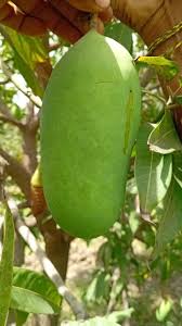 Sindhri Mangoes Online in Pakistan | Premium Fresh Sindhri Aam 5KG Box – Sweet & Juicy