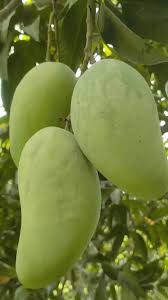 Sindhri Mangoes Online in Pakistan | Premium Fresh Sindhri Aam 5KG Box – Sweet & Juicy