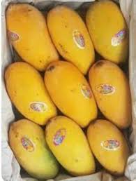 Sindhri Mangoes Online in Pakistan | Premium Fresh Sindhri Aam 5KG Box – Sweet & Juicy